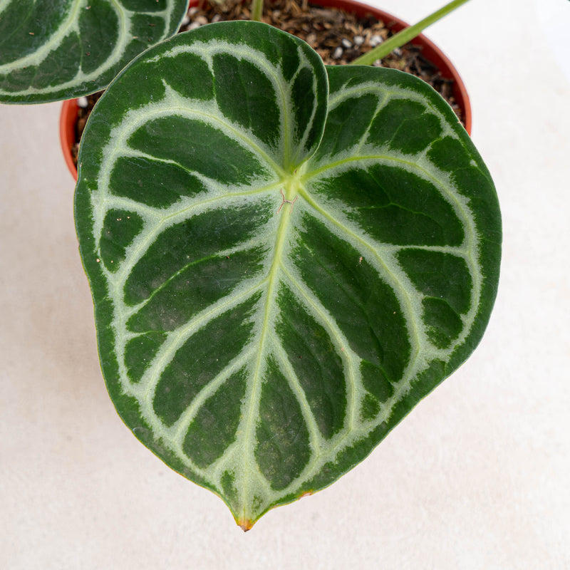 Anthurium Dorayaki-Aroidasia