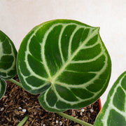 Anthurium Dorayaki-Aroidasia