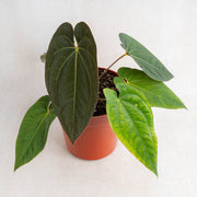 Anthurium Dark Phoenix X Night Queen-Aroidasia