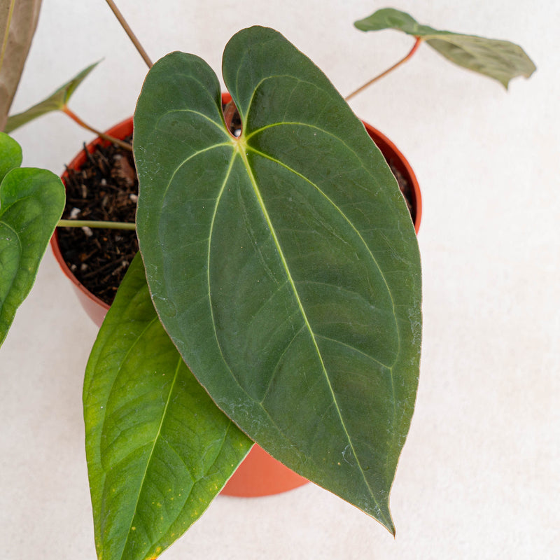anthurium red queen Anthurium Dark Phoenix X Night Queen — Aroidasia
