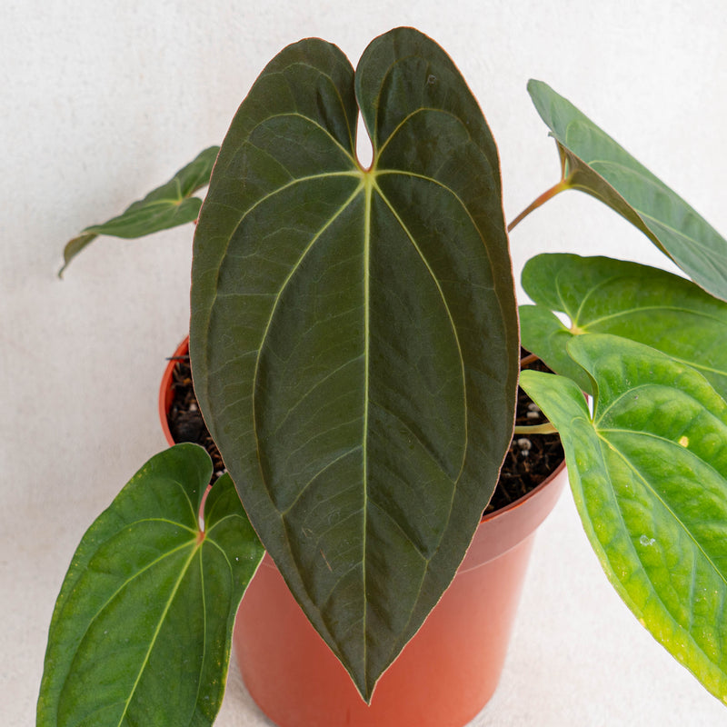 queen anthurium dark form Anthurium Dark Phoenix X Night Queen — Aroidasia