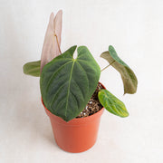 Anthurium Hoffmanii Hybrid -Aroidasia