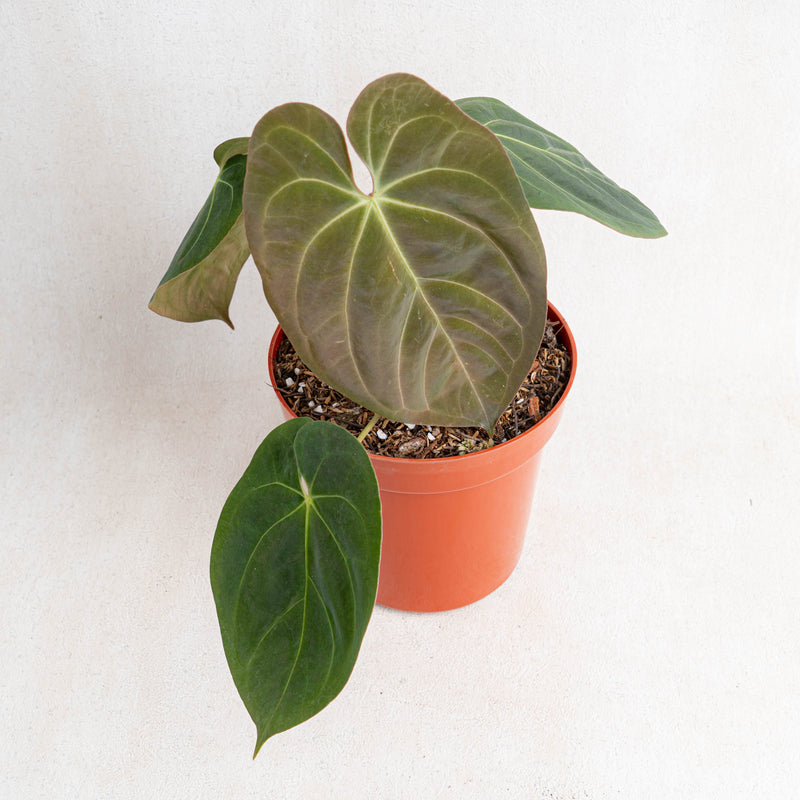 Anthurium Hoffmanii Hybrid -Aroidasia