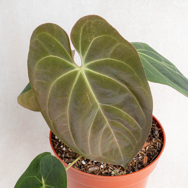Anthurium Hoffmanii Hybrid -Aroidasia