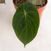 Anthurium Hoffmanii Hybrid -Aroidasia