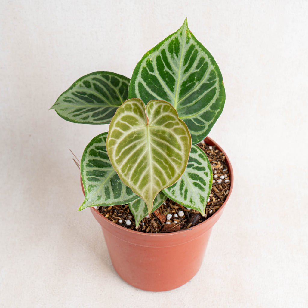 Anthurium Dorayaki Silver — Aroidasia