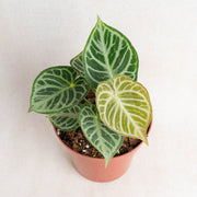 Anthurium Dorayaki Silver-Aroidasia