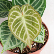 Anthurium Dorayaki Silver-Aroidasia