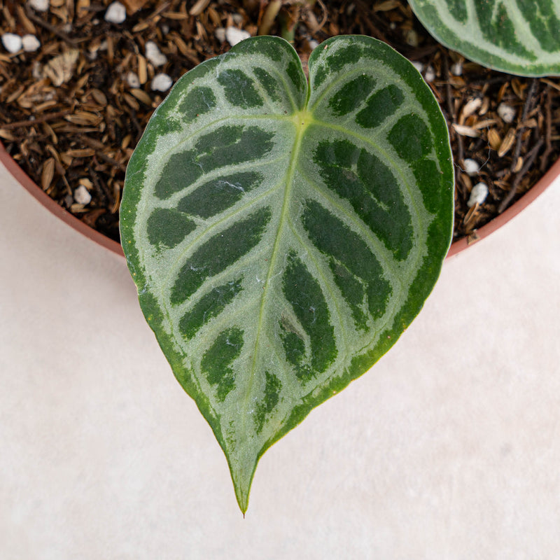 Anthurium Dorayaki Silver-Aroidasia