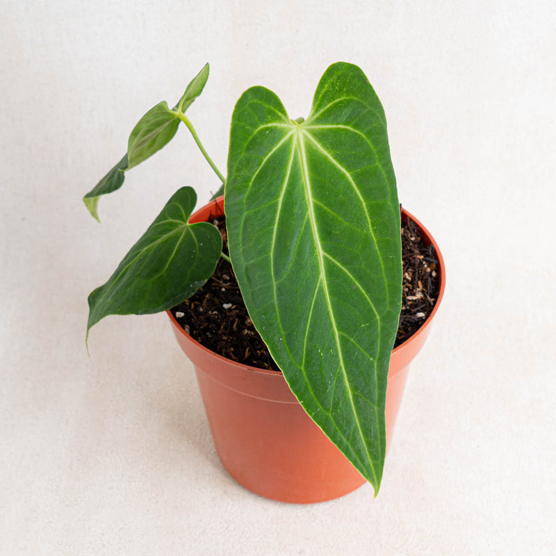 Anthurium Dark Mama (Papillilaminum x Warocqueanum)-Aroidasia