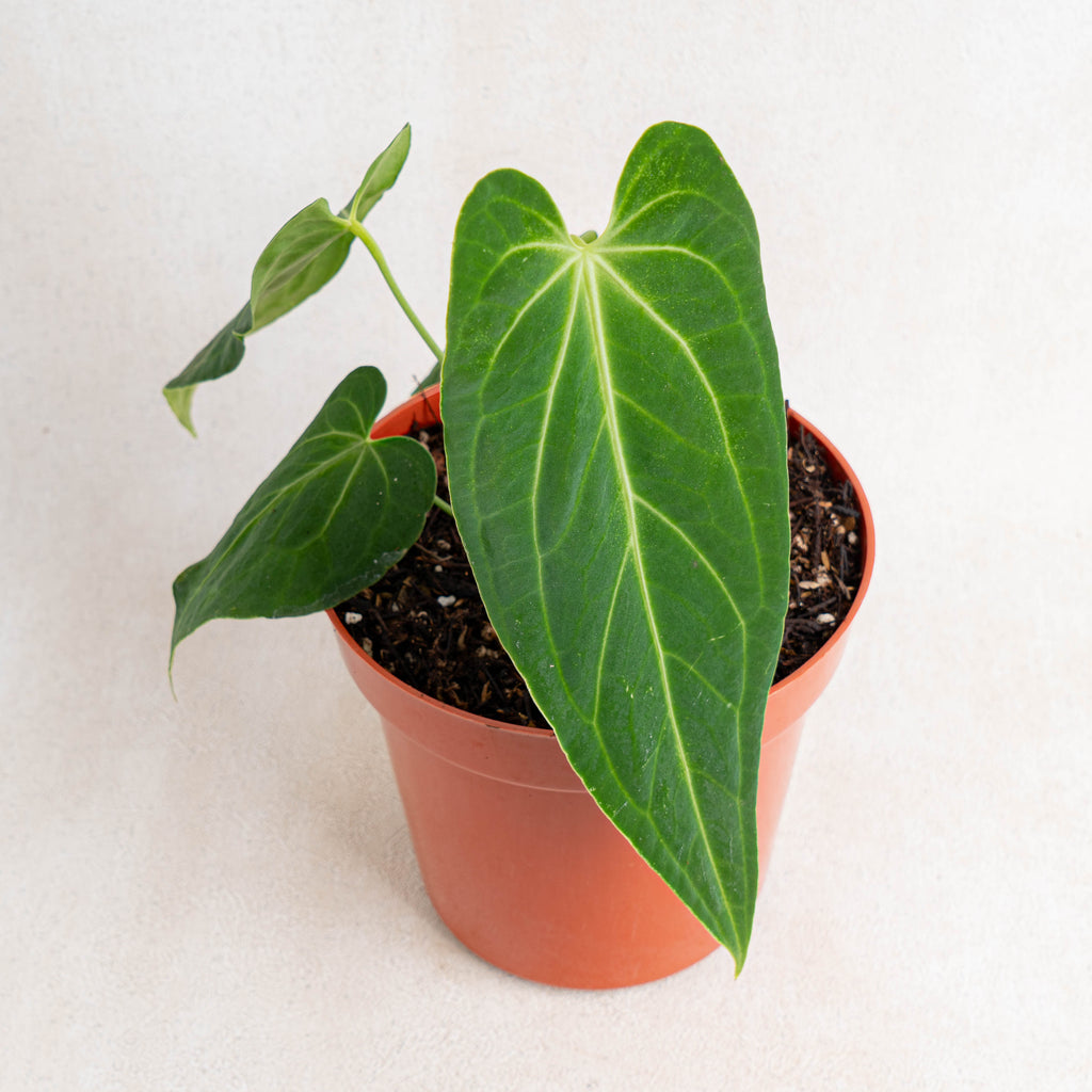 anthurium mama Anthurium Dark Mama (Papillilaminum x Warocqueanum)