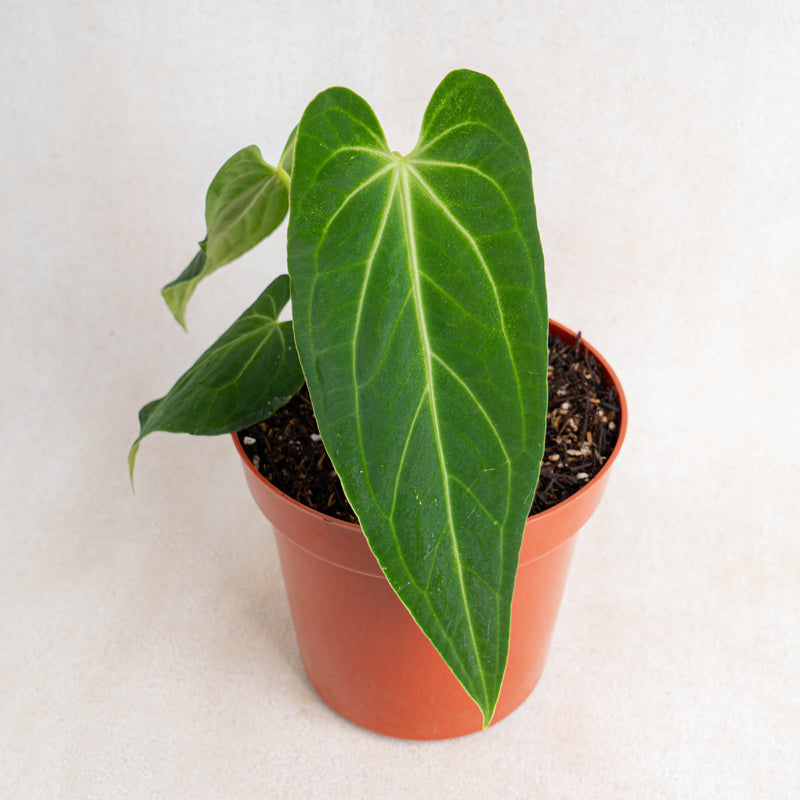 Anthurium Dark Mama (Papillilaminum x Warocqueanum)-Aroidasia