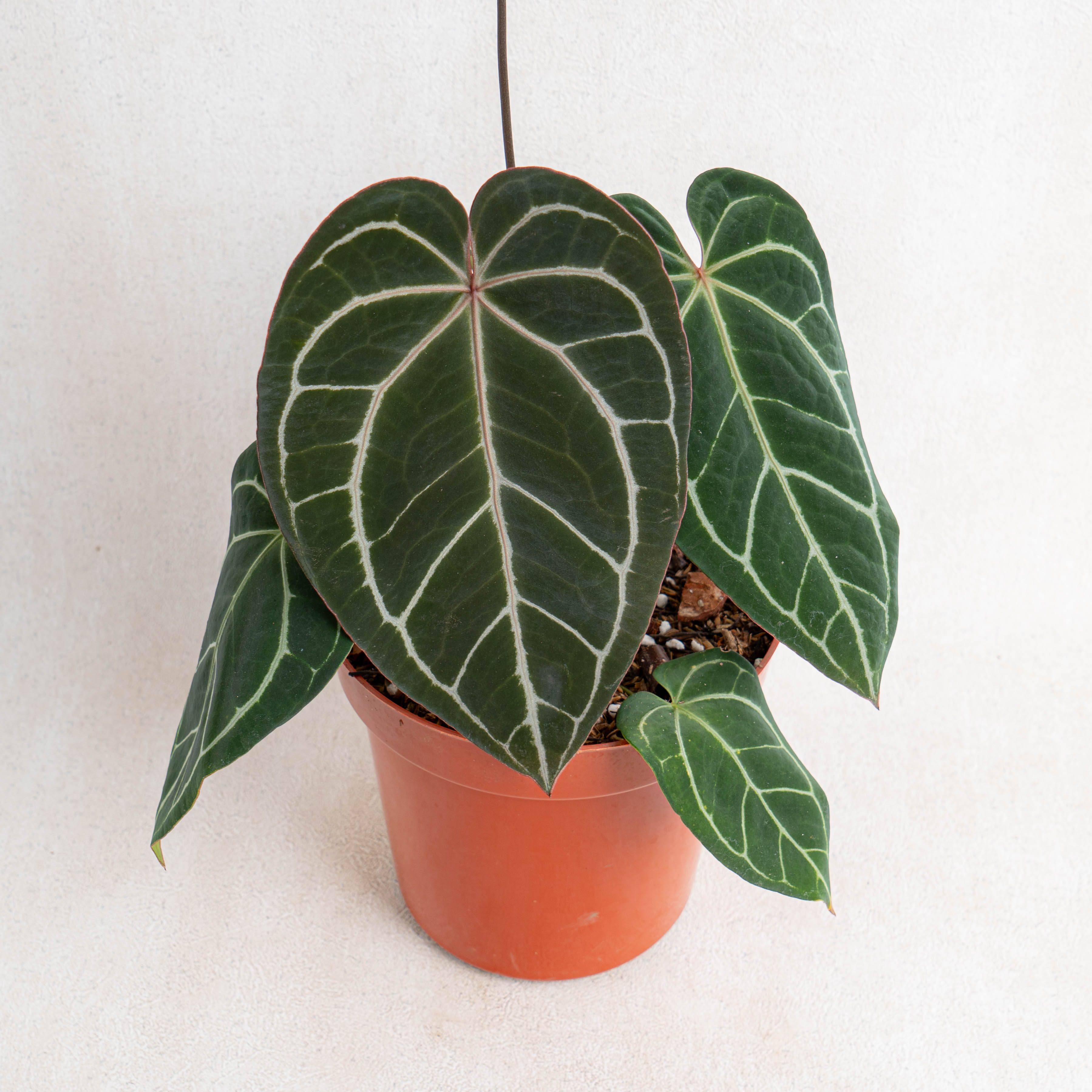 Anthurium Crystallinum Dark Form — Aroidasia