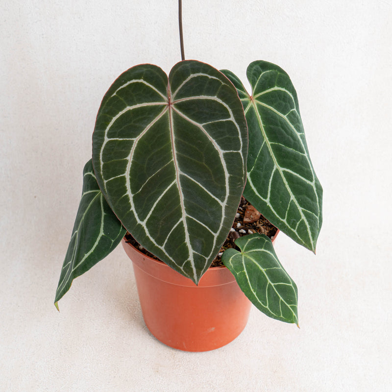 anthurium crystallinum dark form Anthurium Crystallinum Dark Form