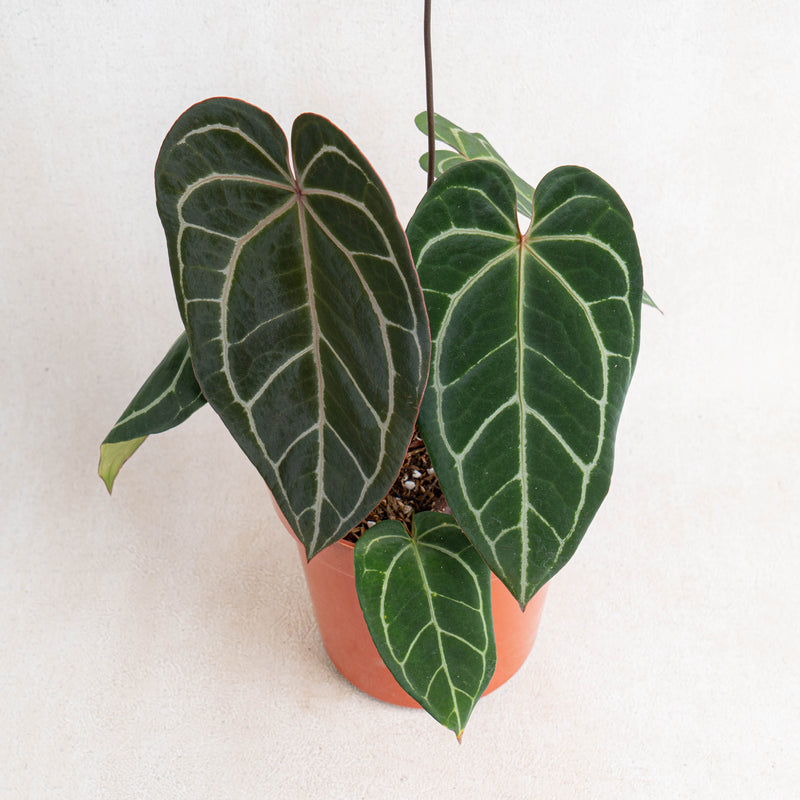 Anthurium Crystalinum X Papilaminum-Aroidasia