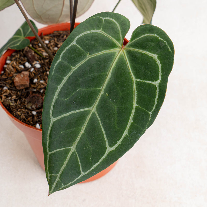 anthurium crystalium dikenal juga dengan Anthurium Crystallinum Dark Form