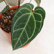 Anthurium Crystalinum X Papilaminum-Aroidasia