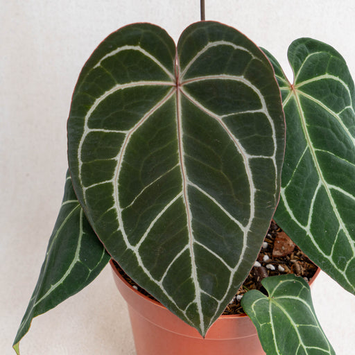 anthurium crystallinum black Anthurium Crystallinum Dark Form — Aroidasia