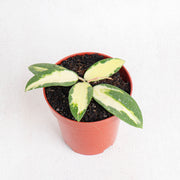 Hoya acuta variegated - Aroidasia