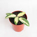 Hoya acuta variegated - Aroidasia