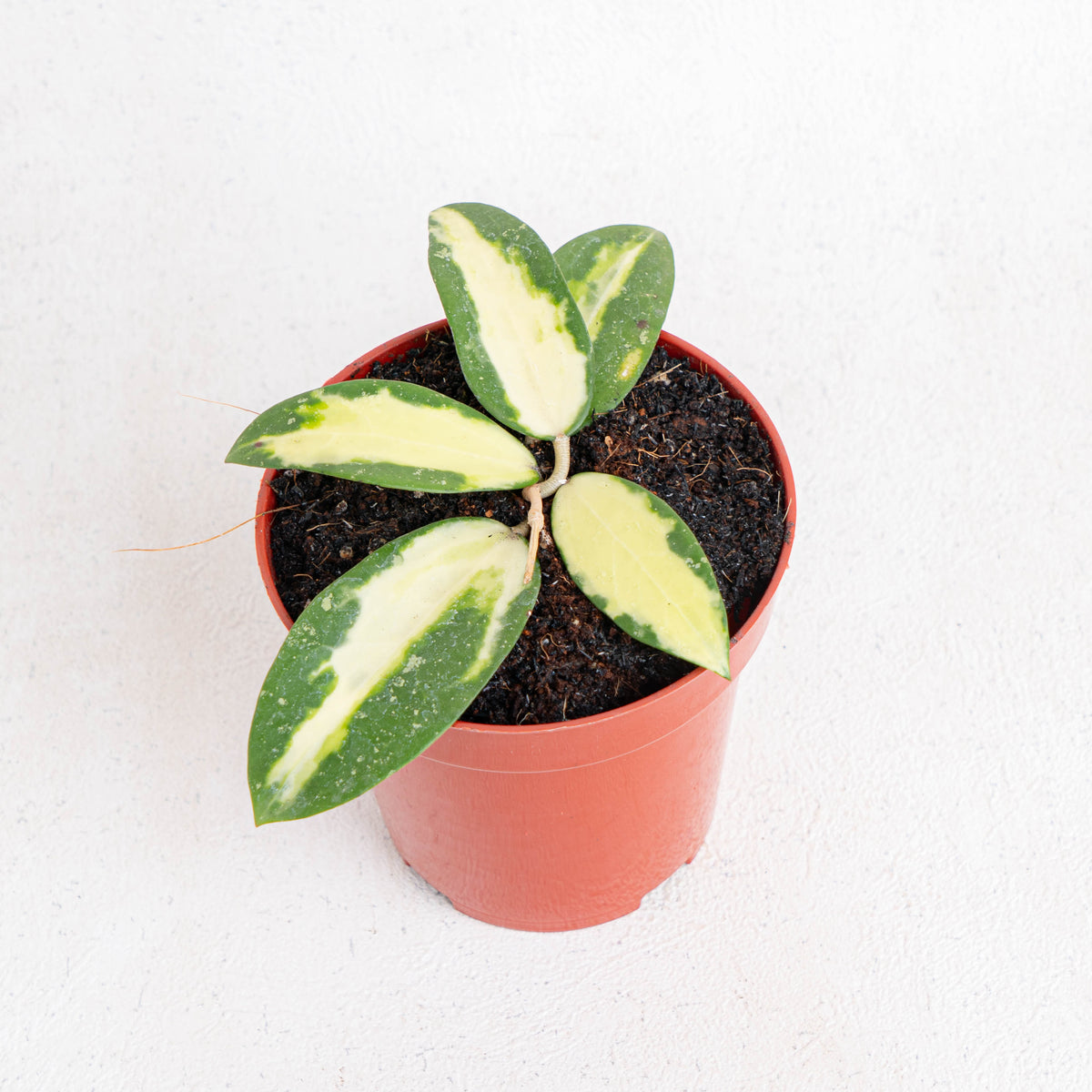 Hoya Acuta Variegated — Aroidasia