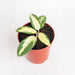 Hoya acuta variegated - Aroidasia