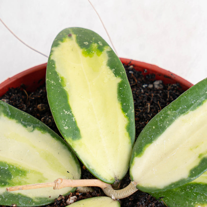 Hoya acuta variegated - Aroidasia