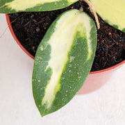 Hoya acuta variegated - Aroidasia