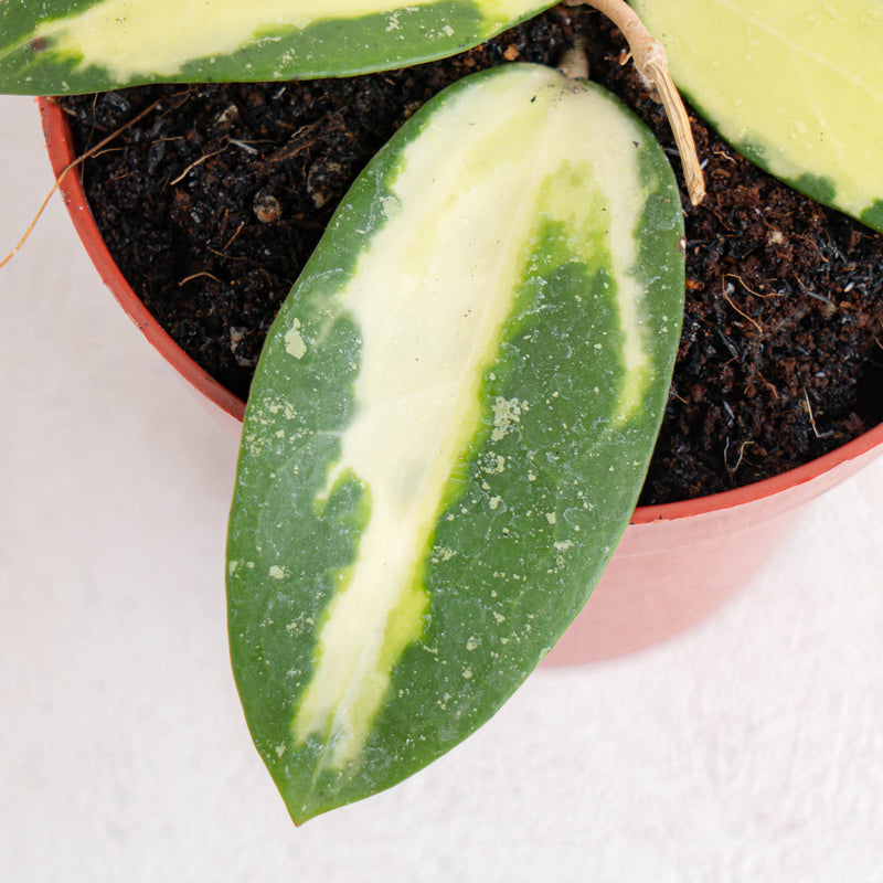Hoya acuta variegated - Aroidasia