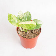 Rhaphidophora puberula variegated - Aroidasia