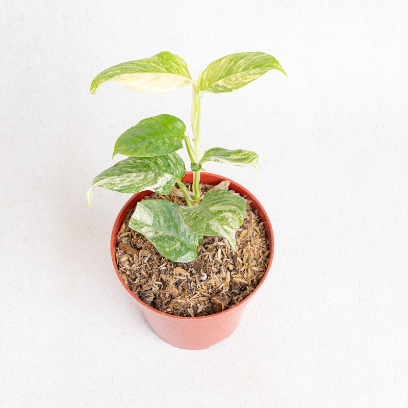 Rhaphidophora puberula variegated - Aroidasia