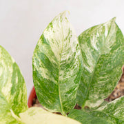 Rhaphidophora puberula variegated - Aroidasia