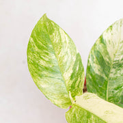 Rhaphidophora puberula variegated - Aroidasia