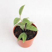 Hoya sp rangsan splash - Aroidasia