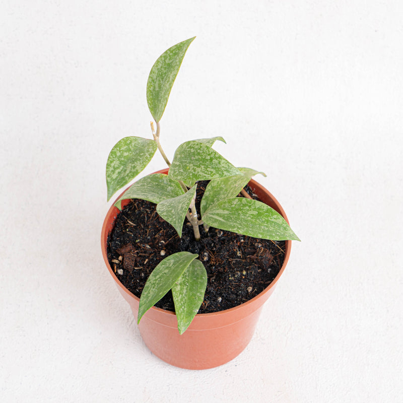 Hoya sp rangsan splash - Aroidasia