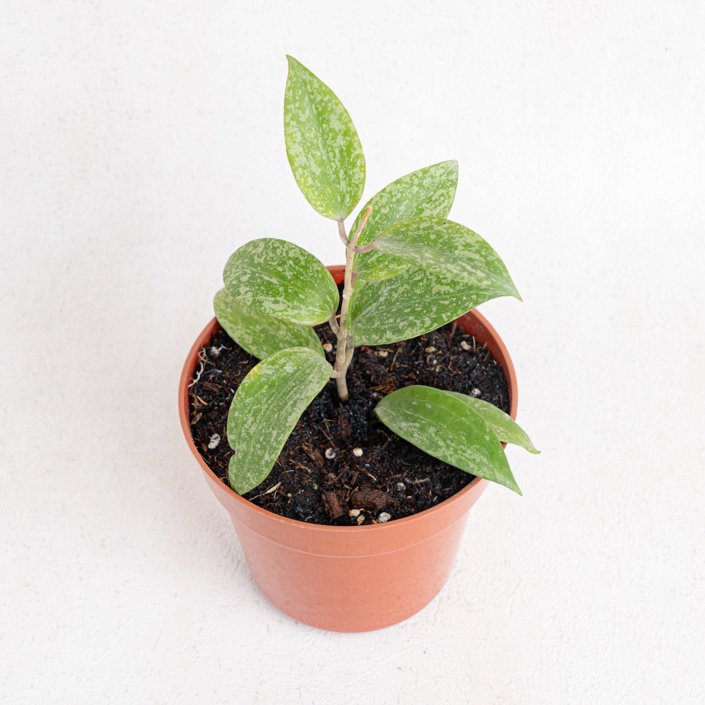 Hoya SP Rangsan Splash — Aroidasia