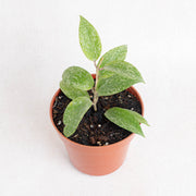 Hoya sp rangsan splash - Aroidasia
