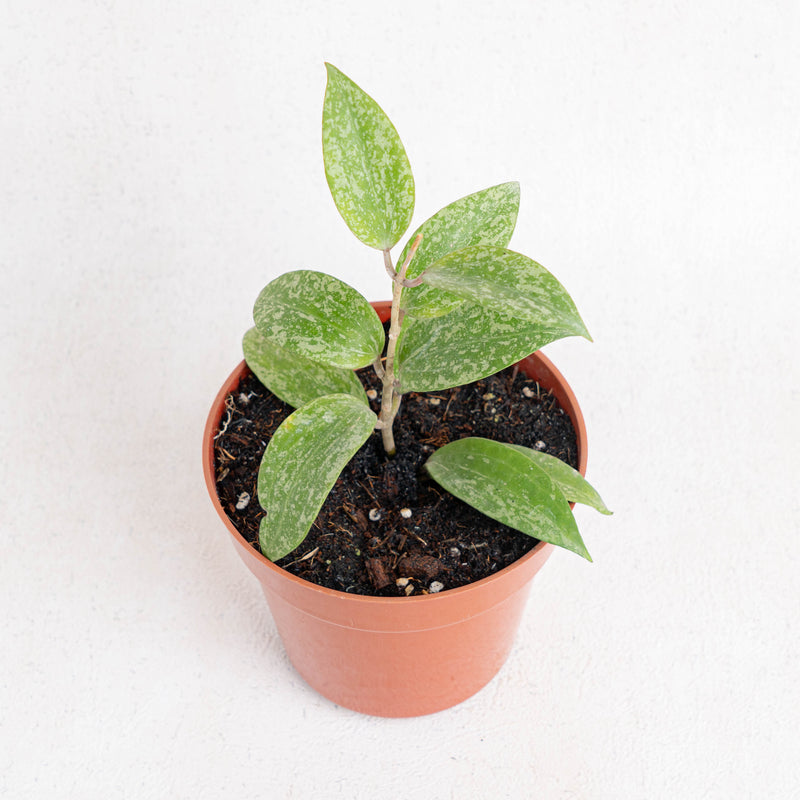 Hoya sp rangsan splash - Aroidasia