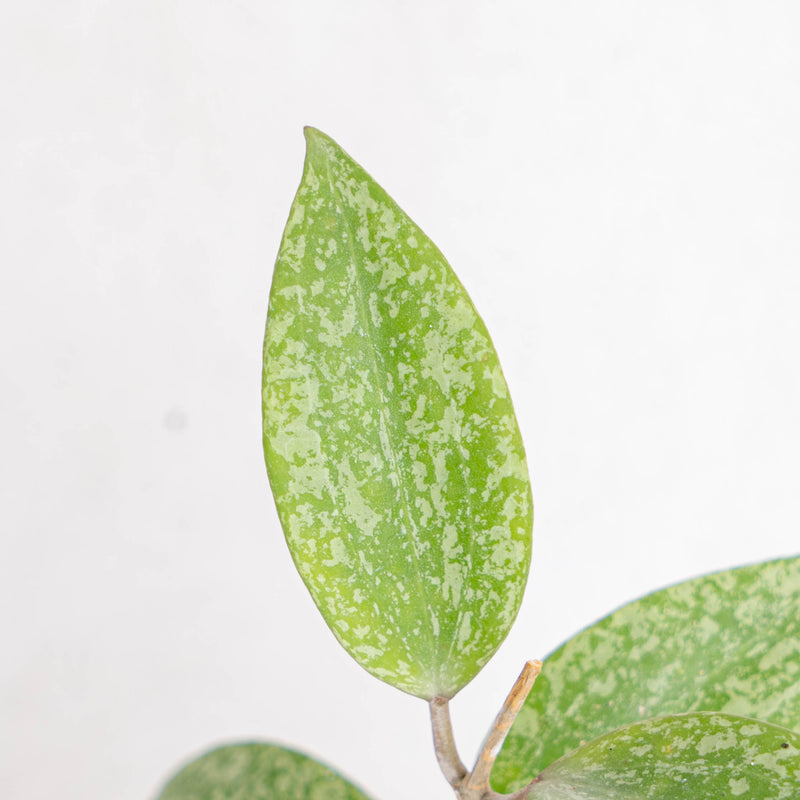 Hoya sp rangsan splash - Aroidasia