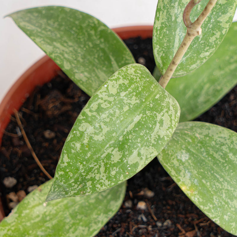 Hoya sp rangsan splash - Aroidasia