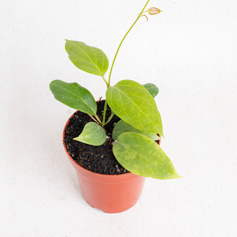 Hoya Sp Maluku - Aroidasia