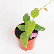 Hoya Sp Maluku - Aroidasia