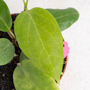 Hoya Sp Maluku - Aroidasia