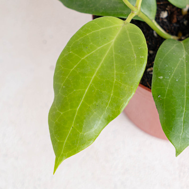 Hoya Sp Maluku - Aroidasia