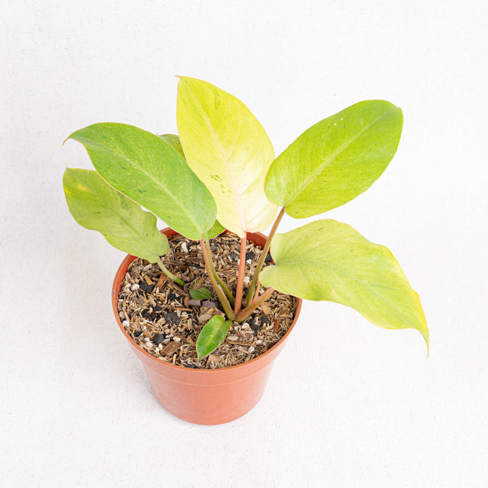 Philodendron Jungle fever variegated - Aroidasia