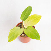 Philodendron Jungle fever variegated - Aroidasia