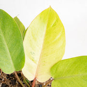 Philodendron Jungle fever variegated - Aroidasia