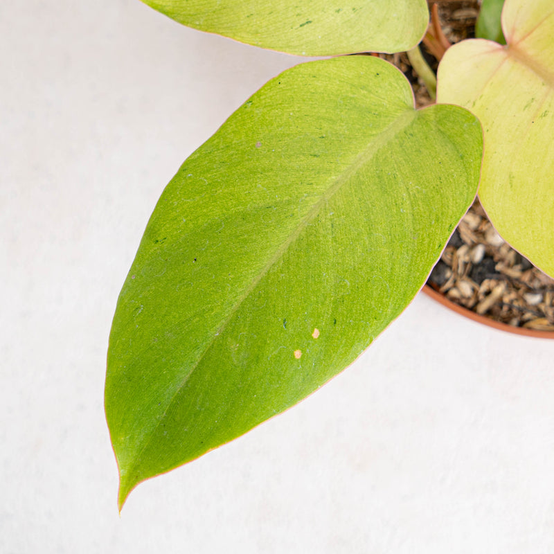 philodendron jungle fever green Philodendron Jungle Fever Variegated — Aroidasia