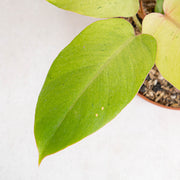 Philodendron Jungle fever variegated - Aroidasia