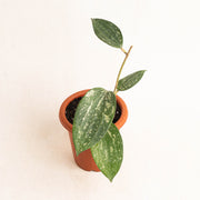 Hoya macrophylla splash - Arodiasia